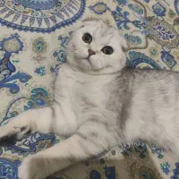 اسکاتیش|گربه|کرج, حیدرآباد|دیوار