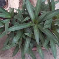 گل موسی در گهواره|گل و گیاه طبیعی|رشت, معلولین|دیوار