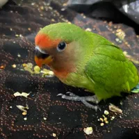 فروش طوطی برزیلی|پرنده|اهواز, کوی صادقیه|دیوار