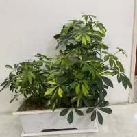 گل طبیعی آپارتمانی شفلر سانسوریا