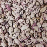 لوبیا چیتی درجه ۱|عمدهفروشی|تهران, آذربایجان|دیوار