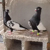 کبوتر سینه ای