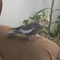 عروس هلندی نر