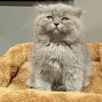 بچه گربه اسکاتیش بلو|گربه|تهران, تهرانسر مرکزی|دیوار