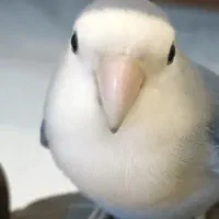 طوطی برزیلی گم شده|حیوانات|تهران, چیتگر شمالی|دیوار