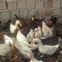 حیوانات مزرعه،بوقلمون اردک