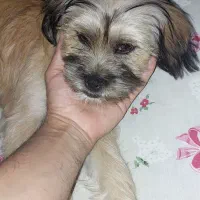 پیدا شدن سگ شیتزو نر در پارک فرشتگان محله عینک