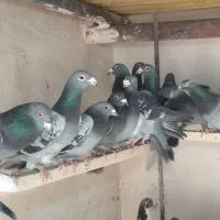 کبوتر مسافتی|پرنده|نوشین شهر, |دیوار