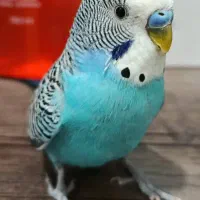 جفت مرغ عشق رام ودستی