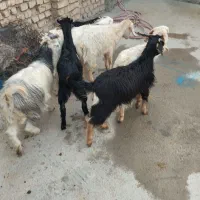 برو بزغاله|حیوانات مزرعه|پیشوا, |دیوار