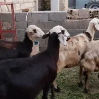 فروش چهارراس میش یک راس نربز|حیوانات مزرعه|زند, |دیوار