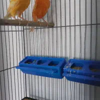 قناری ماده ونر