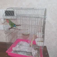 طوطی برزیلی