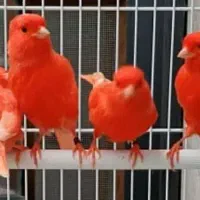 معجون رنگدانه ترکیبی تخصصی قناری