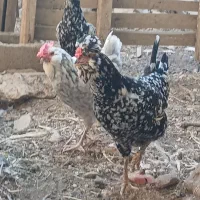 جوجه گلین|حیوانات مزرعه|دهلران, |دیوار