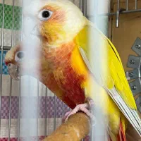 گرینچیک|پرنده|بجنورد, |دیوار