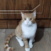 واگذاری گربه نارنجی نر اسمش تارخ هست