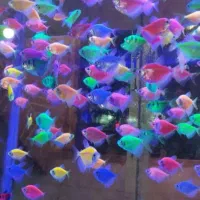 فروش ماهی کالر ویدیو،زبرا رنگی، تایگر قرمز و..