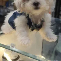 سگ‌قشنگ‌وشیتزو کره.سالم‌زیبا‌ ‌هفت‌  تومن‌ .|سگ|یزد, |دیوار