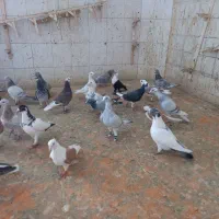 کبوتر فروشی شوشترنو داخل محوطه بازارچه