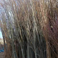 پسته پیوندی/ اکبری/ هیبرید/ سیب|خدمات باغبانی و درختکاری|پلدختر, |دیوار