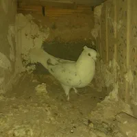 کبوتر