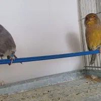 قناری کرست|پرنده|فرخ‌شهر, |دیوار