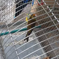 گلبسر قناری و سهره قناری سرخ مست