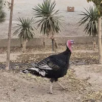 بوقلمون نر سنگین|حیوانات مزرعه|محمدشهر, محمدشهر|دیوار