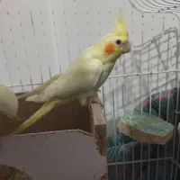 عروس هلندی ماده