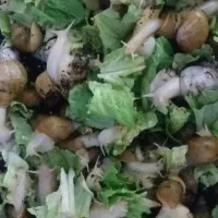 حلزون تراپی