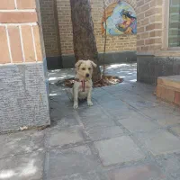 سگ اشپیتز نر|سگ|پیشوا, |دیوار