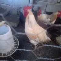 فروش خروس محلی زرنگ|حیوانات مزرعه|لوندویل, |دیوار