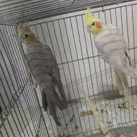 طوطی عروس
