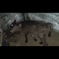 گوساله|حیوانات مزرعه|تربت جام, نظامی|دیوار