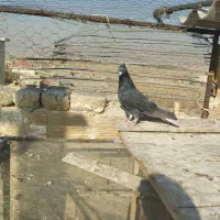 دم سفید|پرنده|محمدیه-قزوین, |دیوار