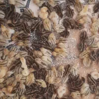 جوجه بلدرچین