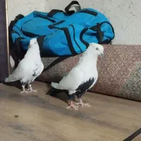 نرو ماده دم سیاه، نر خطی