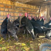 بوقلمون وخروس ومرغ|حیوانات مزرعه|بشاریات, |دیوار