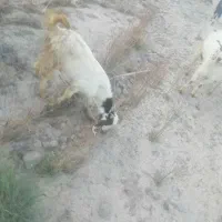 3زاس کره نر وماده چاق