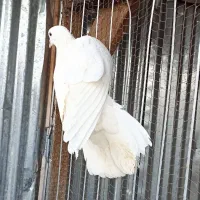 کبوتر ماده تیر ماهی نر جوزی مهری|پرنده|رشت, آب و برق|دیوار