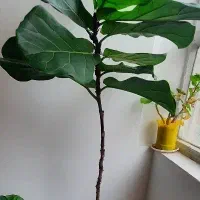 گلهای آپارتمانی