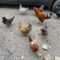 مرغ و خروس|حیوانات مزرعه|مشهد, عامل|دیوار