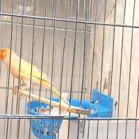 قناری نر و ماده رسمی .|پرنده|تهران, پرستار|دیوار