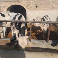 گوساله نر داشتی وگاو گوشتی