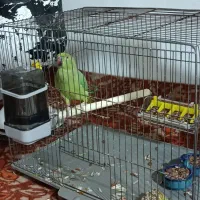 طوطی ملنگو|پرنده|ابهر, |دیوار