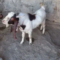 دوتا بزغاله نر جنس بالا|حیوانات مزرعه|مراوه, |دیوار