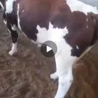 گاو