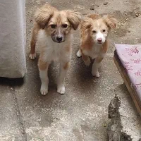 دو عدد توله سگ ۵ ماهه نژاد اشپیتز . خواهر برادرن