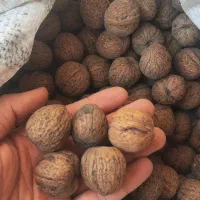 گردو|خوردنی و آشامیدنی|قم, وادی السلام|دیوار